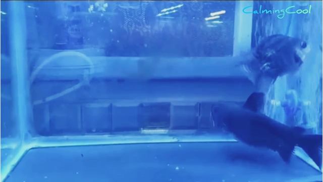 Top 5 Craziest Gulper Catfish AttackGulper Catfish Eating Flowerhorn Fish, Bichir, Koi Fish,Cichlid смотреть онлайн