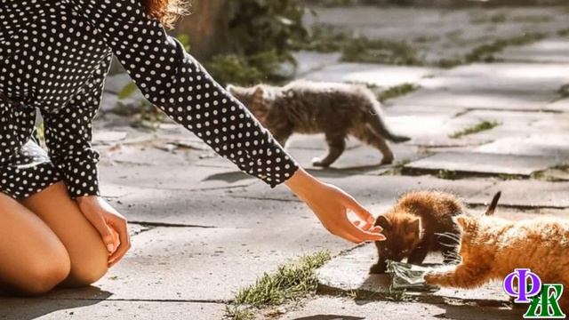 - КОТЯТА сами ВИНОВАТЫ, что РОДИЛИСЬ у безродной кошки, что от блох не смогли убежать – считала Рая смотреть онлайн