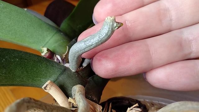 ПРЫСКАЙ орхидеи ПЕРЕКИСЬЮ! корни РАСКУКЛЯТСЯ, орхидеи ОТРАСТУТ ЛИСТЬЯ! пересадка орхидеи! смотреть онлайн