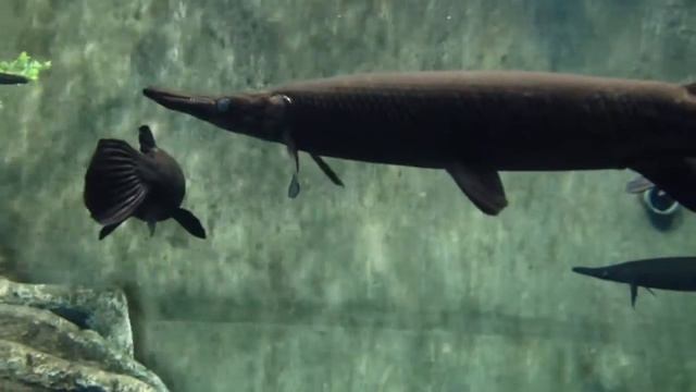 Панцирные щуки.более 1 метра).Океанариум Мексика смотреть онлайн