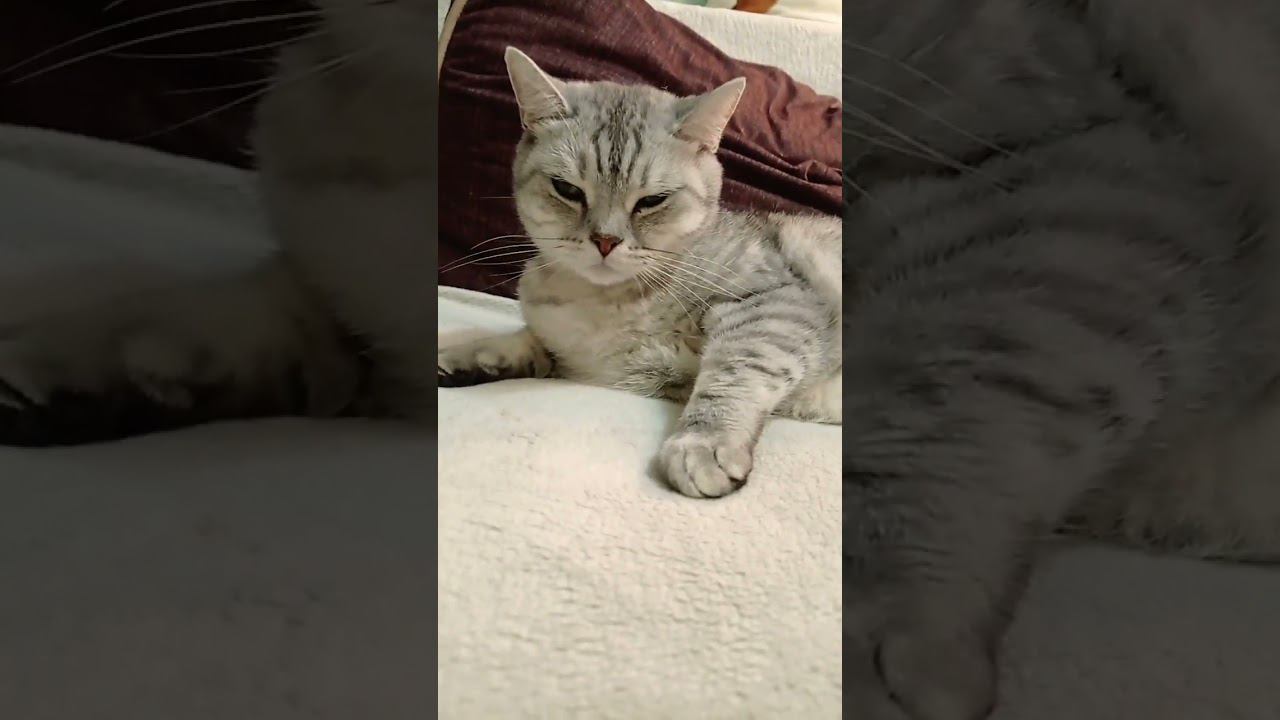 Куда отправишь котенка? #Shorts смотреть онлайн