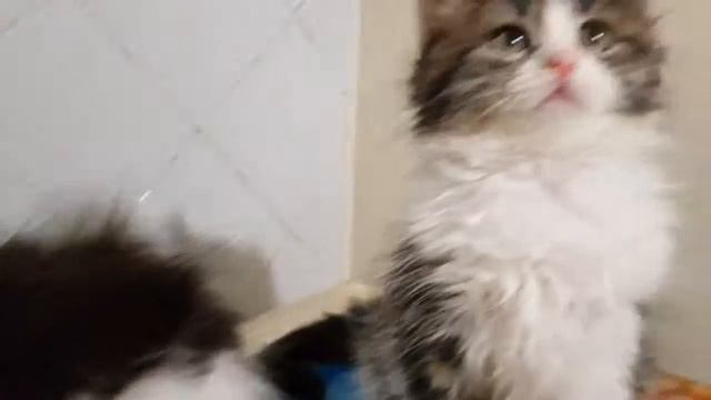 Сибирские кошечки с белыми лапками на продажу! смотреть онлайн