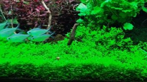 Tetra EX 1000 Plus ОТЗЫВ. Аквариум 100 литров.