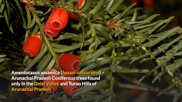 Have you seen these plants before? смотреть онлайн