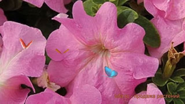 Петуния грандифлора Лимбо Джи Пи Свит Пинк ? обзор: как сажать, семена петунии смотреть онлайн