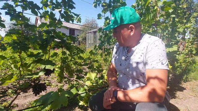 Сентябрь на виноградном дворике. Сроки созревания винограда смотреть онлайн