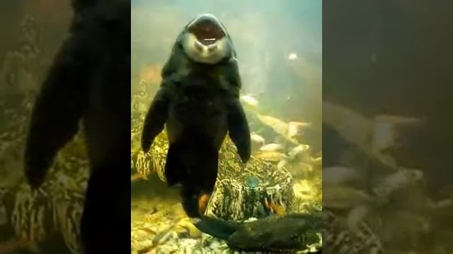 Поющий сомик