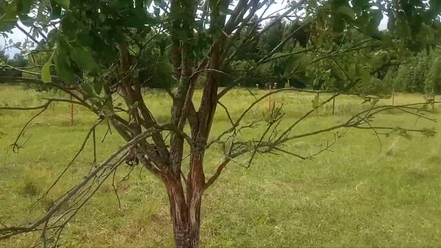 моё хозяйство/звери едят траву/выпас смотреть онлайн