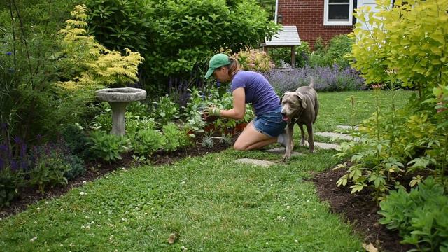 Harvesting Ranunculus, Planting, Pinching, Staking Dahlias, and More!! Northlawn Flower Farm смотреть онлайн