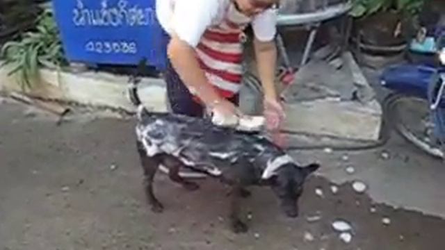 Моют собаку на улице . смотреть онлайн