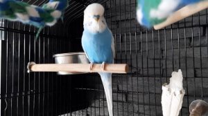 Учим попугая говорить "Кеша"