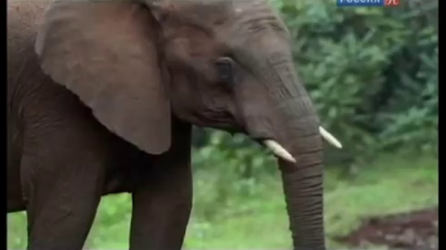 Абсолютный слух. Камиль Сен-Санс смотреть онлайн