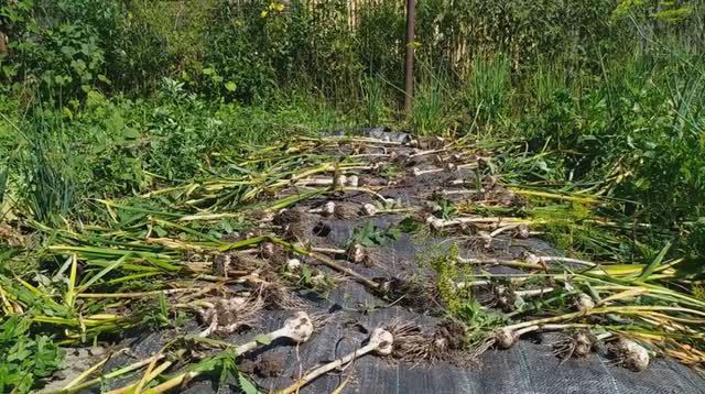 Сбор чеснока, выращенного под укрывным материалом смотреть онлайн
