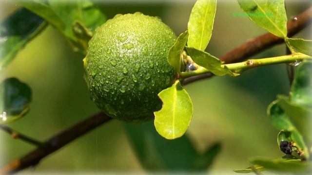 ?? Descubra os Segredos do Suco Detox de Pepino com Limão e Hortelã para uma Vida mais Saudável смотреть онлайн