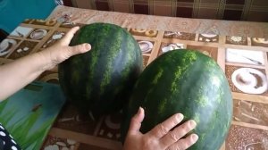 Арбузы Романза F1,Ливия F1.