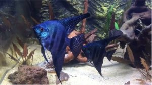 Настоящие скалярии "Пиной"