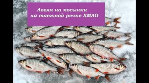 Ловля на косынки зимой с сигнализатором