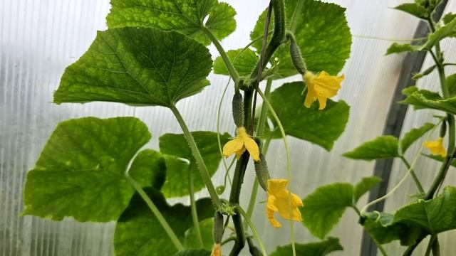 Срочно дайте это в Июле Огурцам, Томатам, Перцу и они сразу обильно заплодоносят, повысит урожай смотреть онлайн