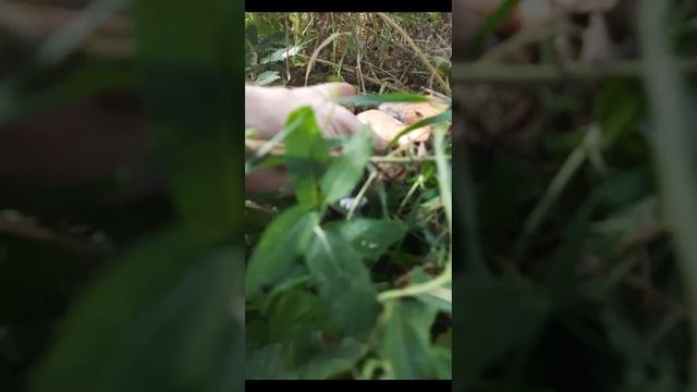 Ещё один рыжик #тихаяохота #грибы #mushroom #pilze #funghi смотреть онлайн