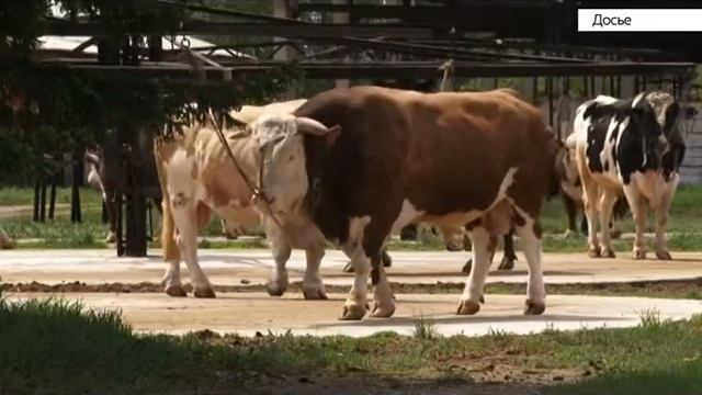 120 племенных животных из Алтайского края отправятся на Дальний Восток смотреть онлайн