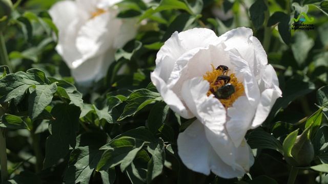 ПИОНЫ ДРЕВОВИДНЫЕ УХОД И ОПИСАНИЕ | ПИОНЫ В СИБИРИ смотреть онлайн