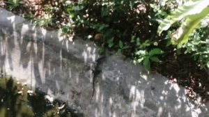Большая ящерица ( #описание)