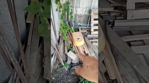 Как выращивать раков. Выращивание раков в домашних условиях.