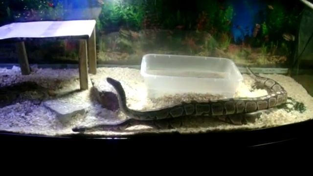 my ball pythons fighting смотреть онлайн