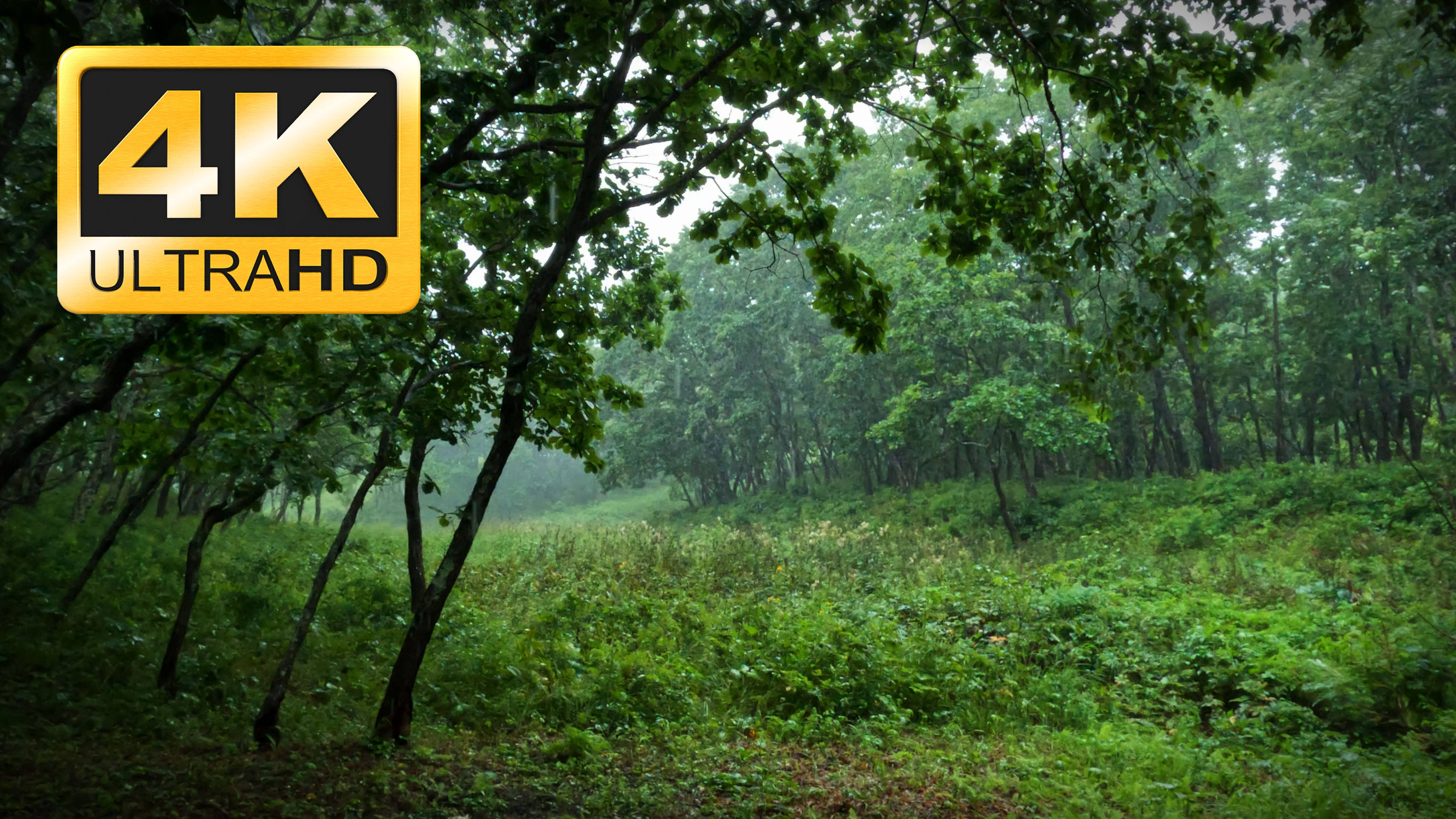 Ливень в Уссурийской тайге. 1 Час дождь без грома. Релакс. Медитация смотреть онлайн