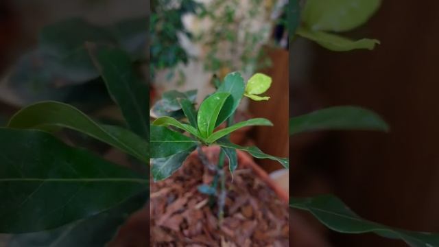 Эти #растения нужны в каждый #дом и принесут #благополучие, #достаток, #защита и #энергия смотреть онлайн