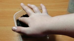 Выращивание Лапчатки Непальской Мисс Вильмот на рассаду. Часть 1