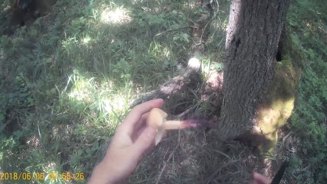 Тихая охота 2018 Боровики, моховики, грузди, сыроежки, млечники и др смотреть онлайн