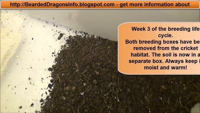 Cricket Breeding - The Whole Life Cycle Of Crickets