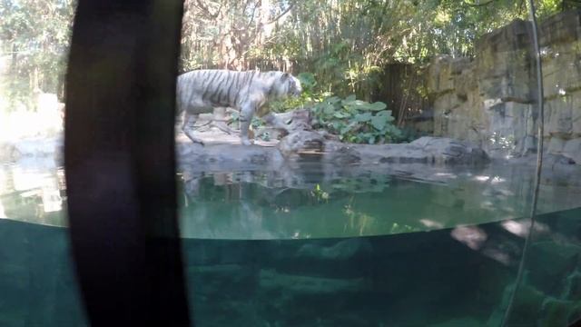 COMPLETE CHIMELONG SAFARI PARK TOUR in GUANGZHOU, CHINA смотреть онлайн