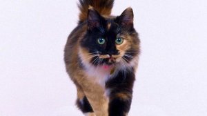 ТОЛКОВАНИЕ СНОВИДЕНИЙ - К чему видеть КОШКУ во сне?