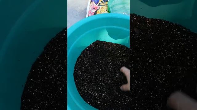 Коралевский герань мен жай гераньды отроскаға қоямыз? смотреть онлайн