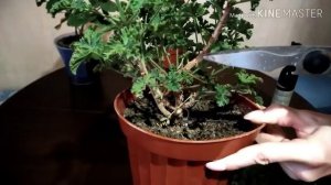 Омолаживаем пеларгонию.  Обрезка пеларгонии ангел.