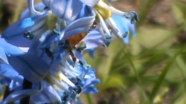 Honingbij fouragerend op sterhyacint Scilla siberica смотреть онлайн