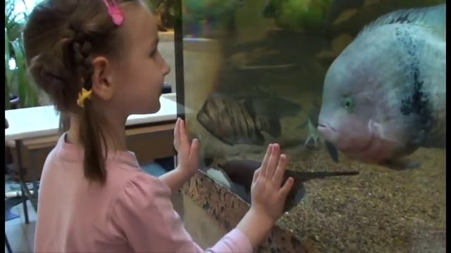 Аквариумные рыбки хищники большие и маленькие смотрим выставку || aquarium fish смотреть онлайн
