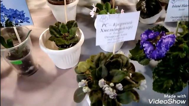 ВЫСТАВКА ФИАЛОК в Днепропетровске - октябрь 2019 года. смотреть онлайн