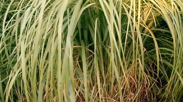 Spartyna grzebieniasta (Spartina pectinata) смотреть онлайн