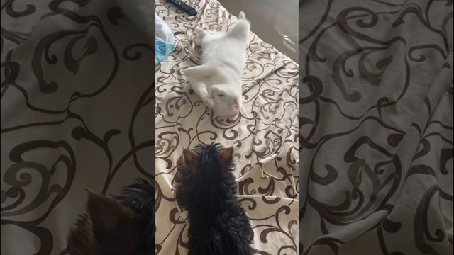 Йоркширский терьер и кошка