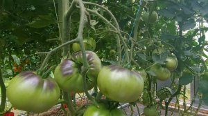 Срочно обрабатываю томаты от кладоспориоза!