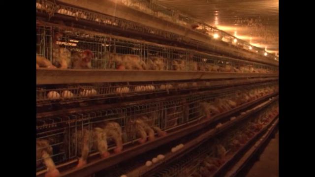 АКИМ ОБЛАСТИ С РАБОЧИМ БЫЛА В ШИЕЛИЙСКОМ РАЙОНЕ 23/04/2021 смотреть онлайн