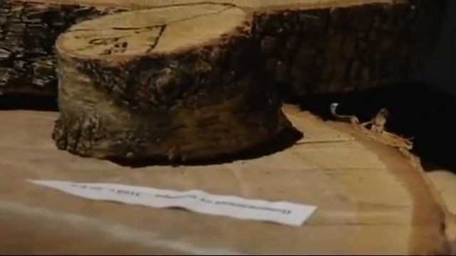 Дендрохронология