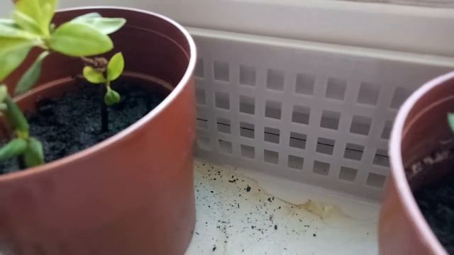 Черенки азалии прижились!! Мой первый опыт)) смотреть онлайн