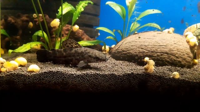 Ампулярии трапезничают. Желтая аквариумная улитка.