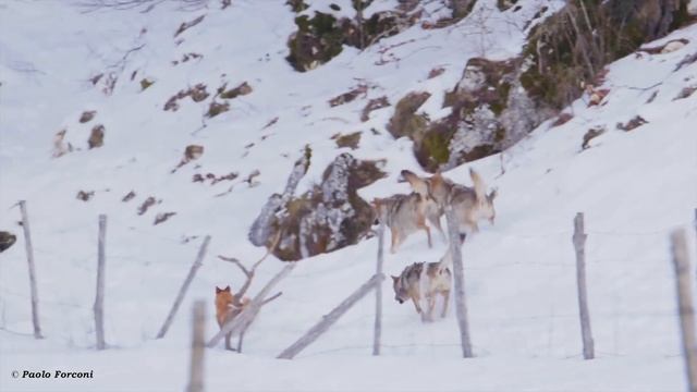 Wolves Play a Menacing Game With Dog in Abruzzo, Italy смотреть онлайн