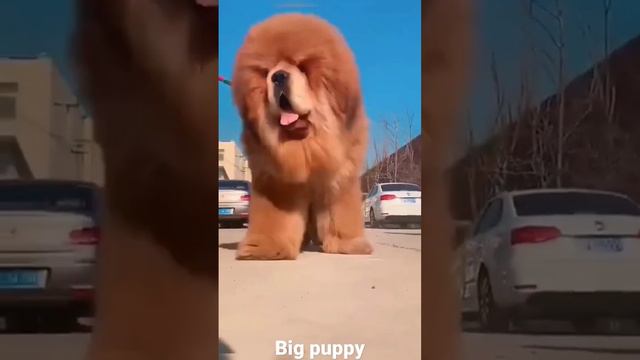 Самые большие собаки в мире. Тибетский мастиф. Красивая собака. Удивительные животные планеты земля смотреть онлайн