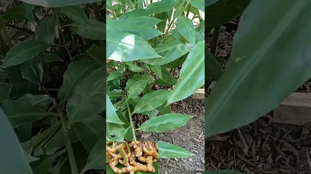 Galangal / Thai ginger смотреть онлайн